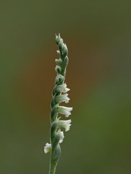 Spiranthes spiralis  - Ramon Calvet i Falgueras
