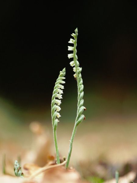 Spiranthes spiralis  - Ramon Calvet i Falgueras