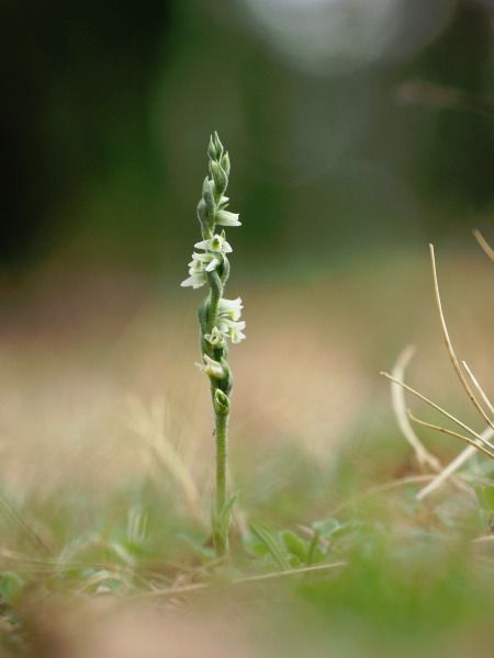 Spiranthes spiralis  - Ramon Calvet i Falgueras