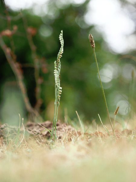 Spiranthes spiralis  - Ramon Calvet i Falgueras