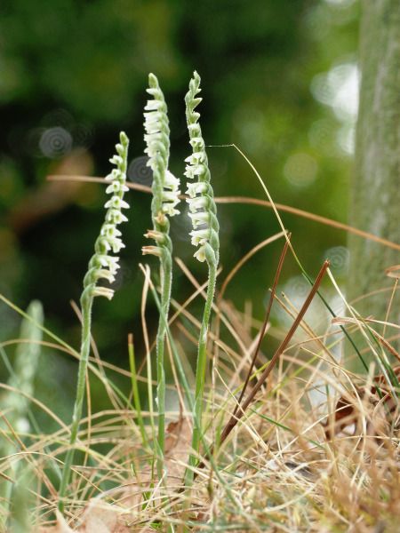 Spiranthes spiralis  - Ramon Calvet i Falgueras