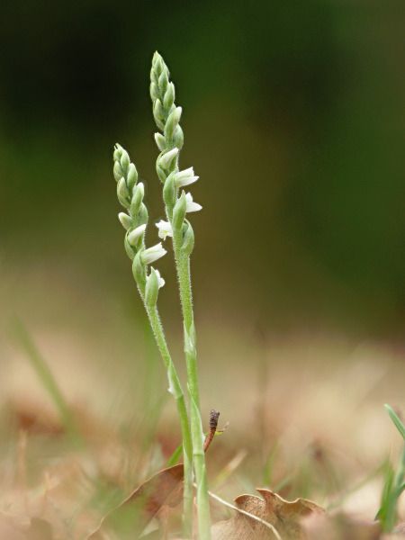 Spiranthes spiralis  - Ramon Calvet i Falgueras