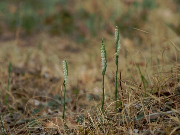 Spiranthes spiralis  - Ramon Calvet i Falgueras