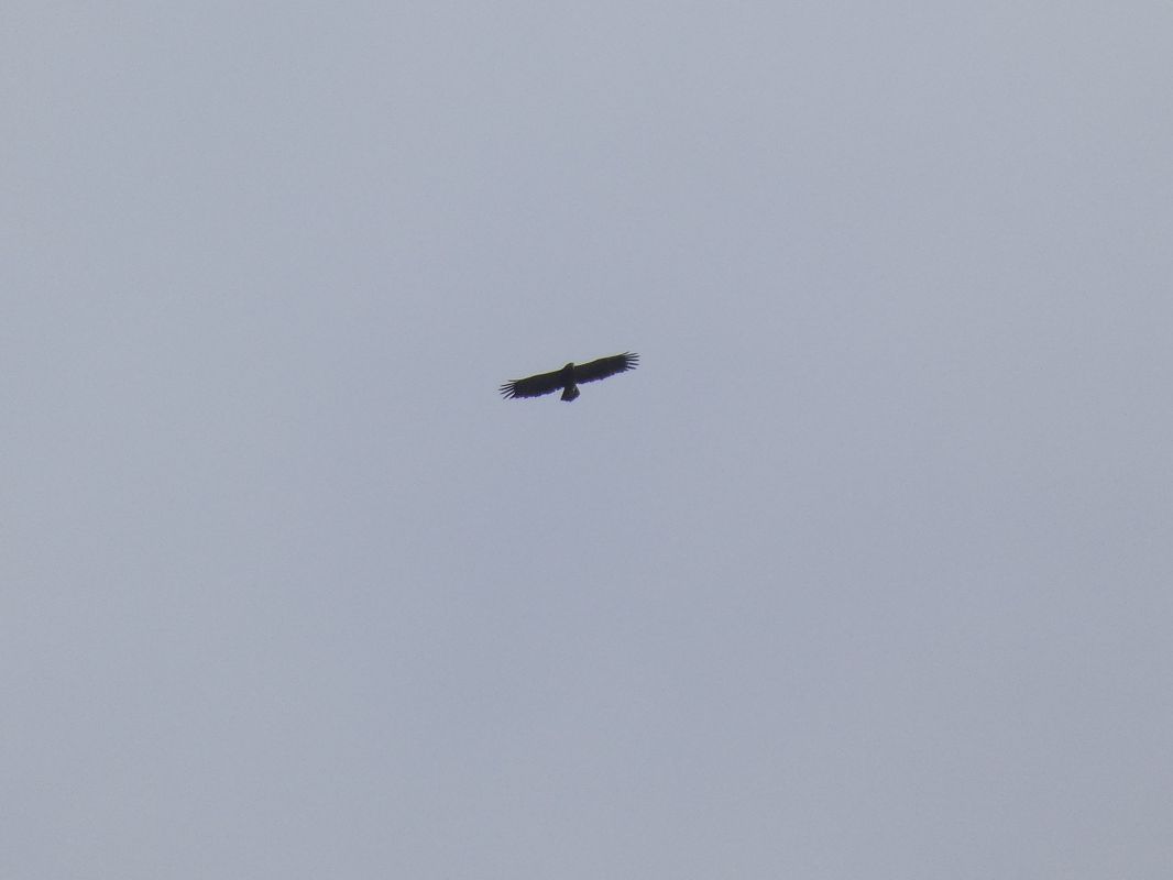 Àguila pomerània  - Andrew Clarke
