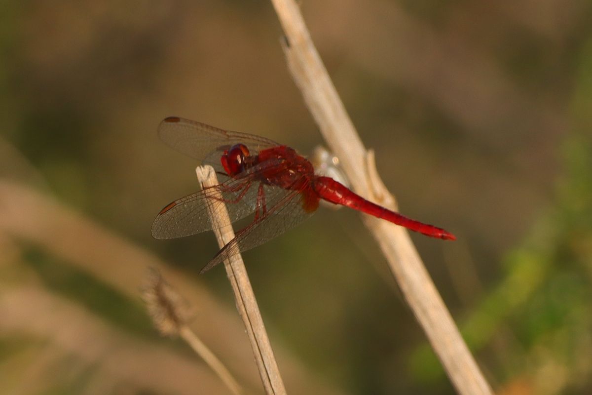 Sagnador escarlata  - Oscar Bargalló