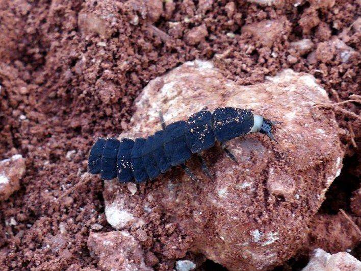 Nyctophila reichii  - Josep M. Palau Garrabou