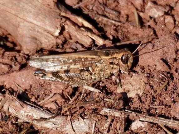 Calliptamus sp.  - Josep M. Palau Garrabou
