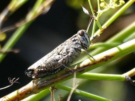 Calliptamus sp.  - Josep M. Palau Garrabou
