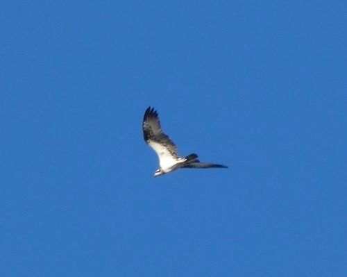 Àguila pescadora 
