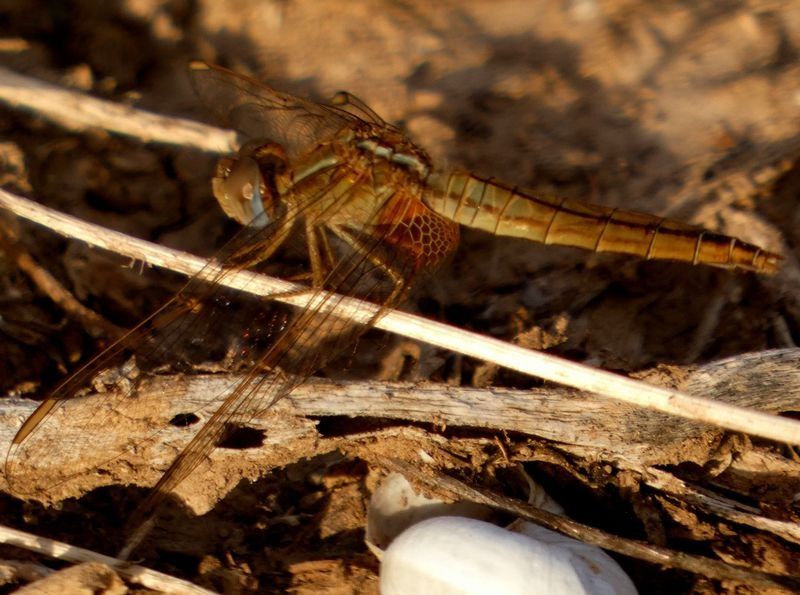 Keeled Skimmer  - Josep Maria Solé Molins