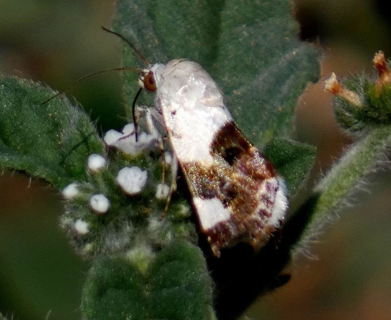 Acontia lucida  - Josep Maria Solé Molins