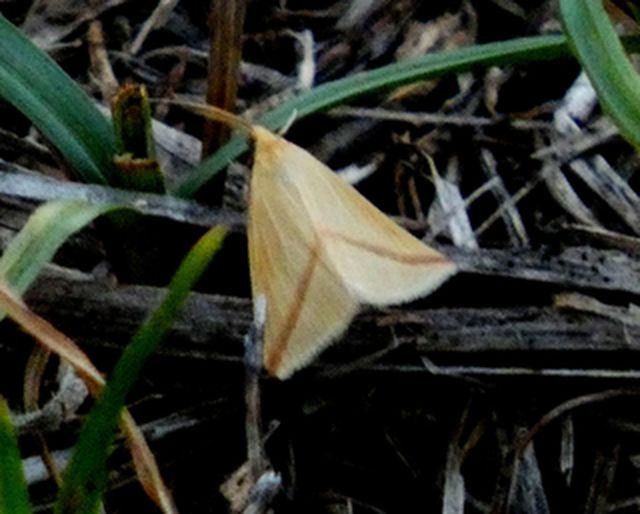 Rhodometra sacraria  - Josep Maria Solé Molins