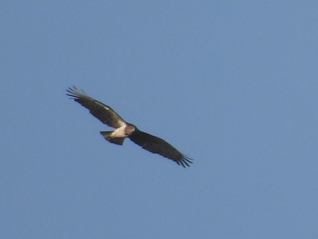 Àguila marcenca 