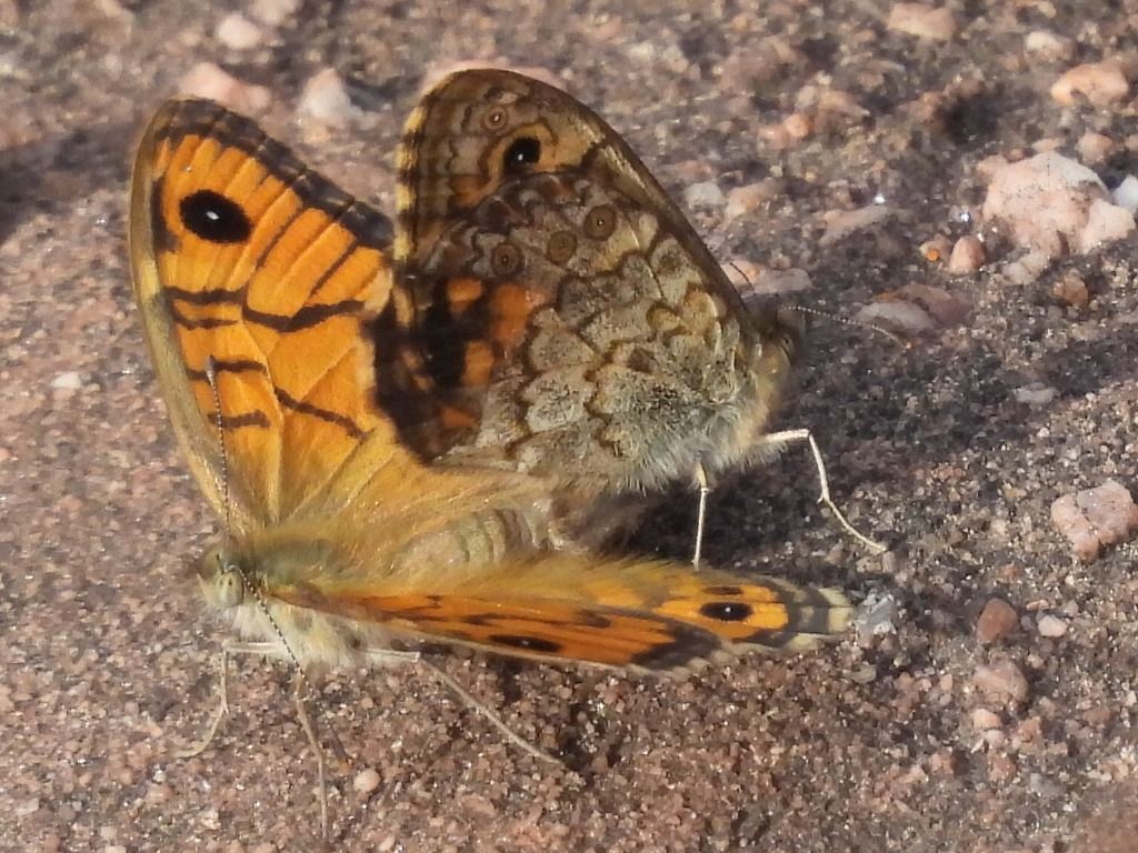Margenera comuna 