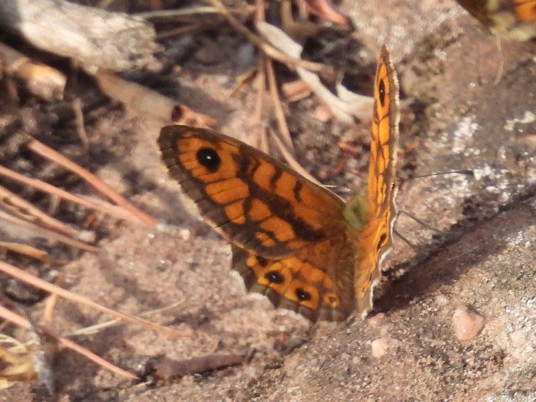 Margenera comuna 