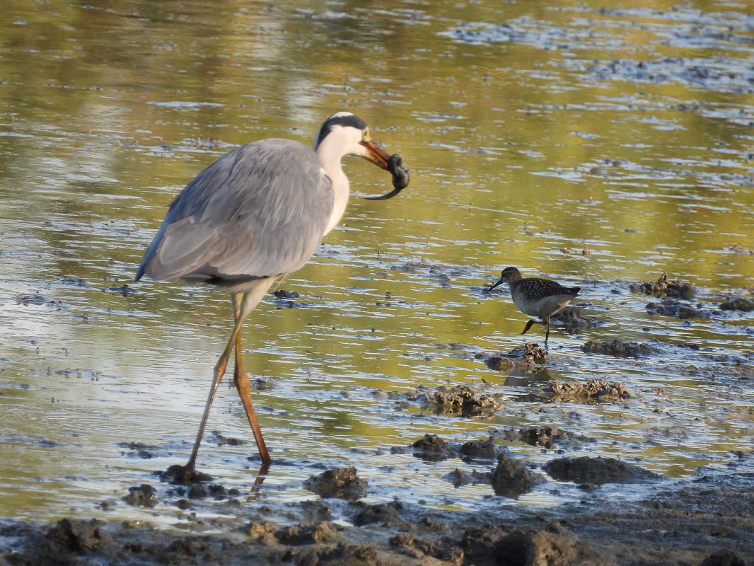 Grey Heron  - Josep Maria Flores
