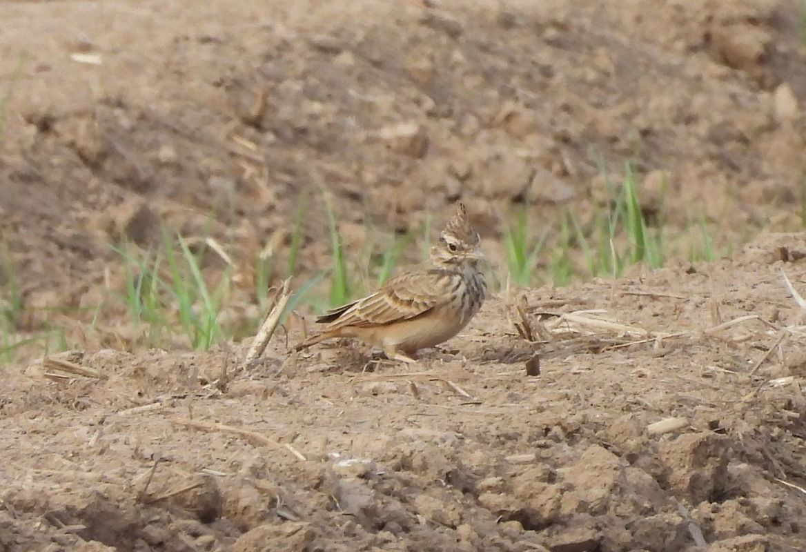 Cogullada vulgar 