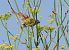 Cruixidell (Emberiza calandra) © Rosa M. Alonso Garcia