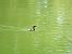 Little Grebe (Tachybaptus ruficollis) © Èric Capdevila Mezcua