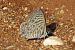 Lang's Short-tailed Blue (Leptotes pirithous) © Pancho Pou