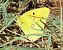 Clouded Yellow (Colias crocea) © Pancho Pou