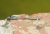 Common Bluetail (Ischnura elegans) © Pancho Pou