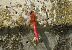 Broad Scarlet (Crocothemis erythraea) © Pancho Pou