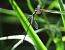 Western Willow Spreadwing (Chalcolestes viridis) © Pancho Pou