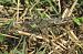 Black-tailed Skimmer (Orthetrum cancellatum) © Pancho Pou