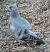 Pigeon colombin - Màrius Domingo
