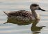 Marbled Duck (Marmaronetta angustirostris) © Màrius Domingo