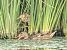 Little Bittern (Botaurus minutus) © Màrius Domingo