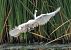 Little Egret (Egretta garzetta) © Màrius Domingo