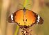 Papallona tigre (Danaus chrysippus) © Màrius Domingo
