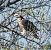 European Honey Buzzard - Màrius Domingo