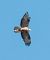 European Honey Buzzard - Màrius Domingo