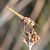 Pixaví estriat (Sympetrum striolatum) © Màrius Domingo