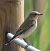 Còlit gris (Oenanthe oenanthe) © Màrius Domingo