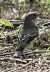 Mastegatatxes (Ficedula hypoleuca) © Màrius Domingo