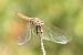 Pixaví nervat (Sympetrum fonscolombii) © Màrius Domingo