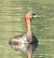 Little Grebe - Màrius Domingo