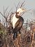 Pygmy Cormorant  - Màrius Domingo