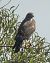 Aligot comú (Buteo buteo) © Màrius Domingo
