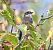 Mastegatatxes (Ficedula hypoleuca) © Ramon Prat Espelt