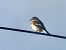 Mastegatatxes (Ficedula hypoleuca) © Ramon Prat Espelt