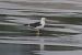 Gavià fosc (Larus fuscus) © Tomás Blasco