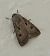 Agrotis exclamationis © Daniel González
