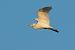 Western Cattle Egret (Ardea ibis) © Joaquim Bonfill