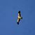 Àguila calçada (Hieraaetus pennatus) © Enric Marrodán Torrents