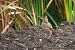 Crested Lark - Francine et Christian Collin